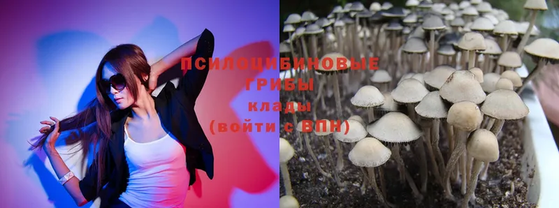 Галлюциногенные грибы Psilocybe  Кемерово 